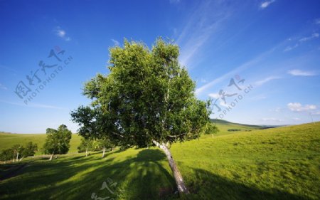 草原白桦树图片