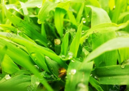 雨后的草图片