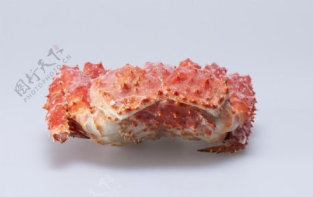智利帝王蟹图片