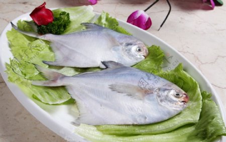 东海鲳鱼图片