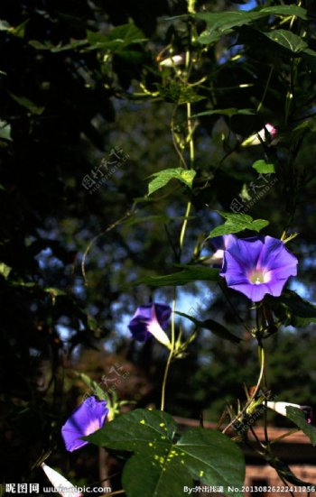 牵牛花图片