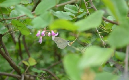 小花小蝶图片