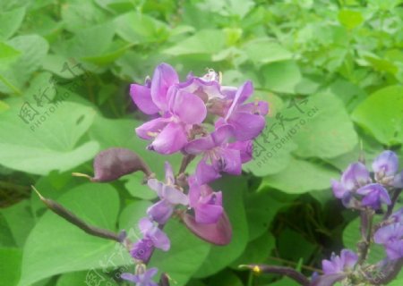 紫扁豆花图片