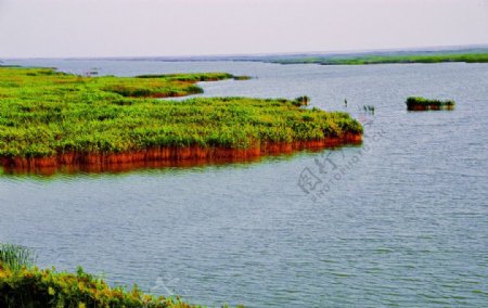 黄河入海口湿地图片
