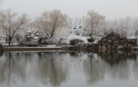 鸭游雪湖图片
