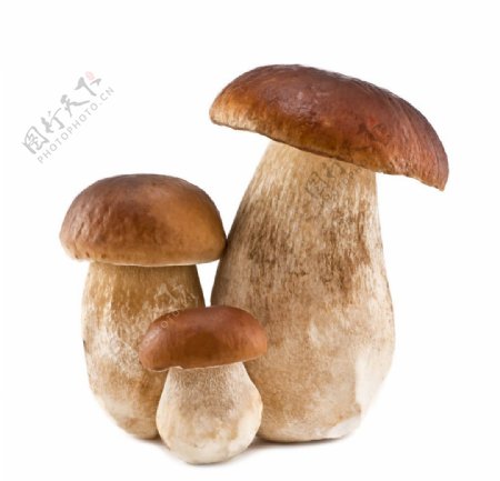 三个蘑菇图片