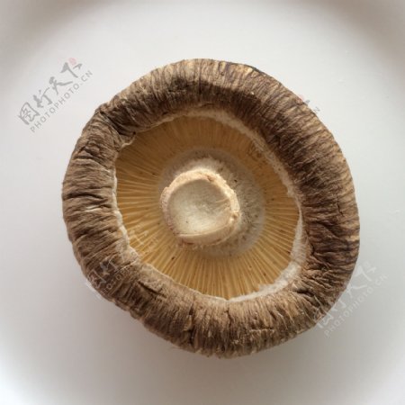 香菇花菇图片