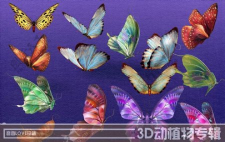 高清3D蝴蝶图片