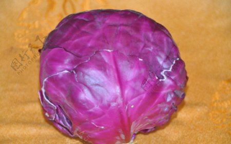 紫色包心菜图片