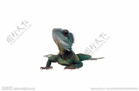蜥蜴绿鬣蜥图片