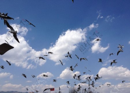 昆明滇池海鸥图片