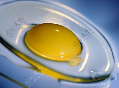 生鸡蛋蛋黄特写图片