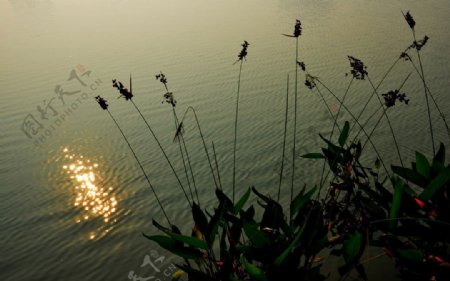 夕阳江畔图片
