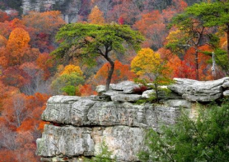 岩石松树图片
