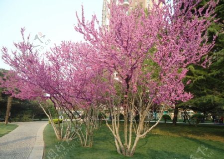 紫荆花道图片
