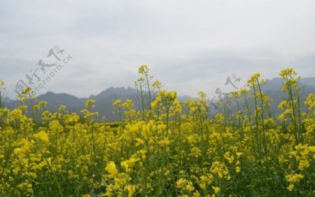 油菜花开图片