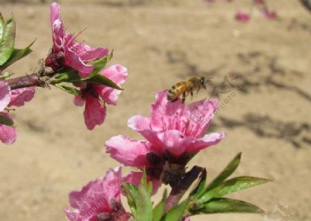 桃花蜜蜂采蜜图片