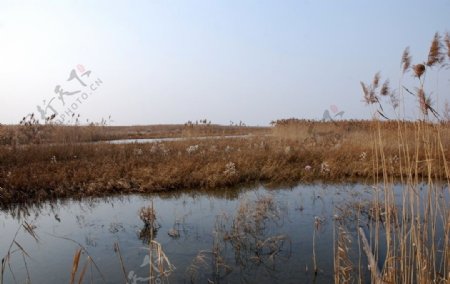 芦苇荡夕照北方最大湿地景观图片