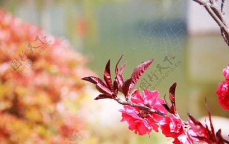 红花红叶蜘蛛网图片
