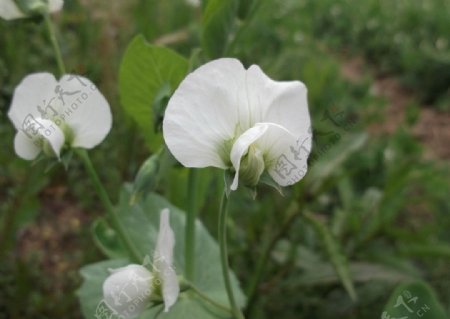 白色豌豆花非高清图片