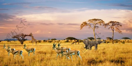SAFARI南非野生动物草原背景图片