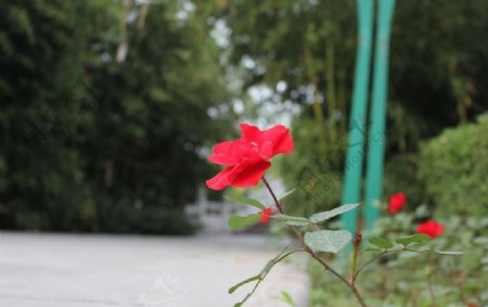 红色的花朵图片