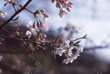 富士山樱花篇图片