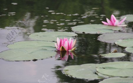 池塘睡莲图片