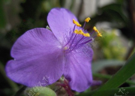 紫色花朵细节图片