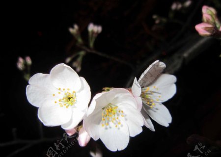 樱花樱花朵图片