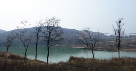 湖边老树图片