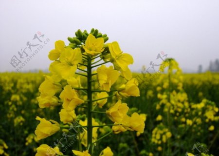 油菜花图片