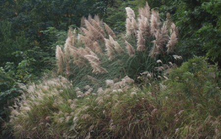 杭州西溪湿地芦苇丛图片