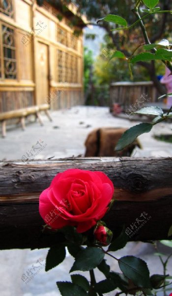 庭院玫瑰图片