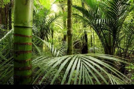 热带丛林图片