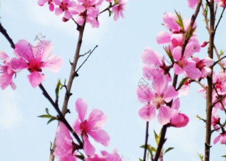 桃花春天图片