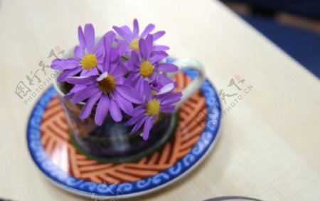 鲜花菊花紫色图片