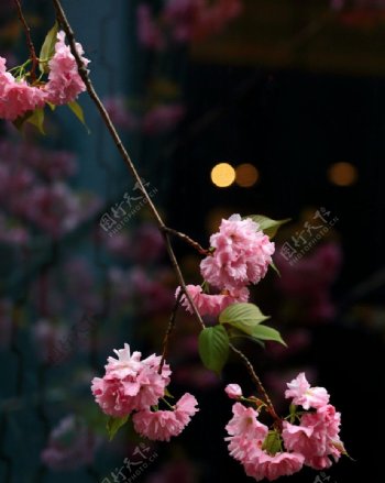 新天地的樱花图片