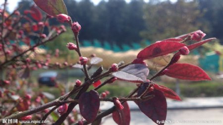 微距红叶红花苞植物图片