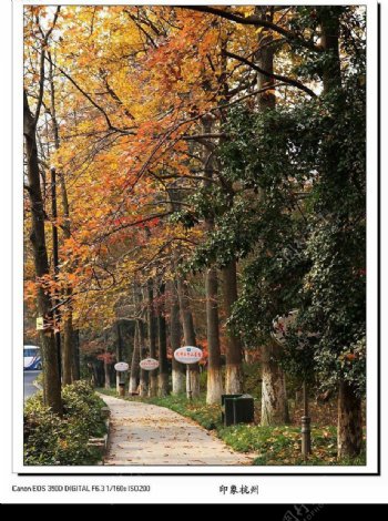 秋在杭州图片
