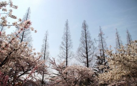 春日公园图片