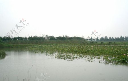 洪泽湖荷花丛林图片