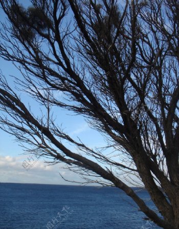 海邊枯樹图片