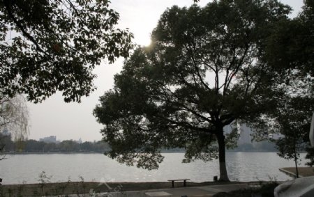 自拍的高清公园风景湖边大树图片