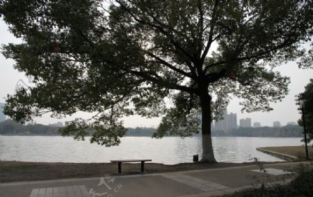 自己拍的公园湖边大树图片