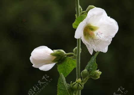 白色蜀葵图片