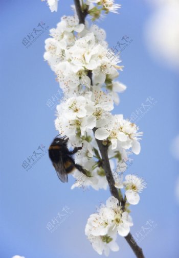 采蜜的大黄蜂图片