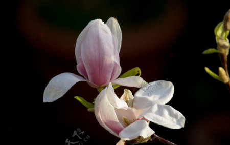 白色木兰花图片