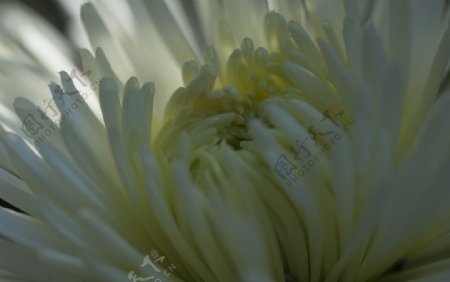 光影下的白色菊花图片