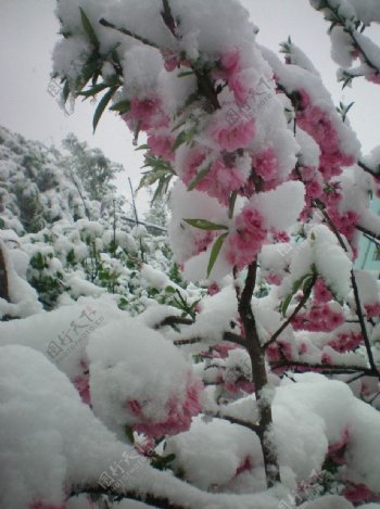 白雪下的桃花图片